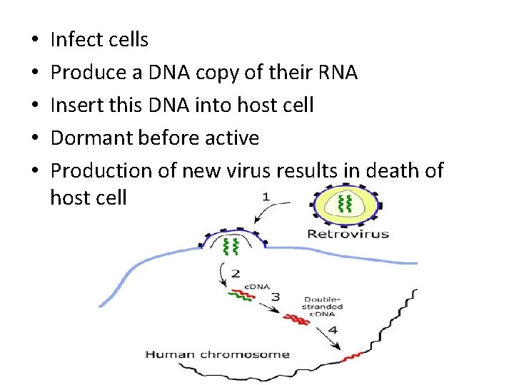  • • • Infect cells Produce a DNA copy of their RNA Insert