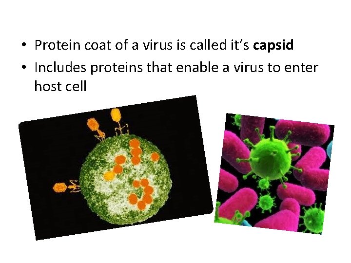  • Protein coat of a virus is called it’s capsid • Includes proteins