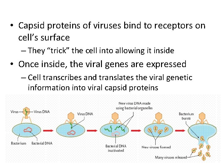  • Capsid proteins of viruses bind to receptors on cell’s surface – They
