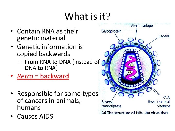 What is it? • Contain RNA as their genetic material • Genetic information is