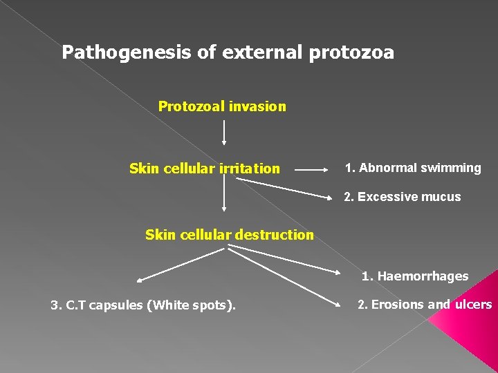 Pathogenesis of external protozoa Protozoal invasion Skin cellular irritation 1. Abnormal swimming 2. Excessive