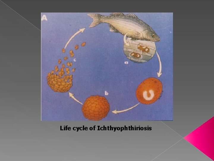 Life cycle of Ichthyophthiriosis 
