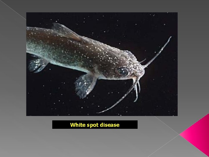 White spot disease 