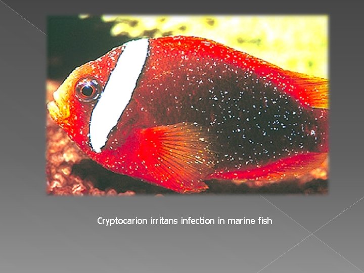 Cryptocarion irritans infection in marine fish 