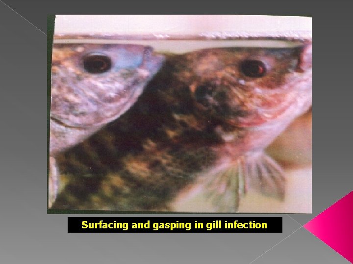 Surfacing and gasping in gill infection 