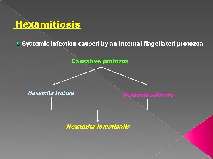 Hexamitiosis Systemic infection caused by an internal flagellated protozoa Causative protozoa Hexamita truttae Hexamita