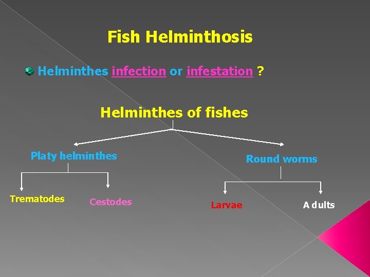 Fish Helminthosis Helminthes infection or infestation ? Helminthes of fishes Platy helminthes Trematodes Cestodes