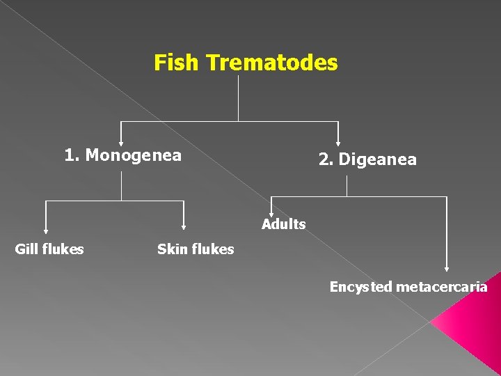 Fish Trematodes 1. Monogenea 2. Digeanea Adults Gill flukes Skin flukes Encysted metacercaria 