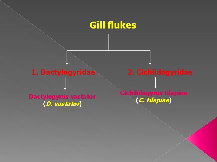 Gill flukes 1. Dactylogyridae Dactylogyrus vastator (D. vastator) 2. Cichlidogyridae Cichilidogyrus tilapiae (C. tilapiae)
