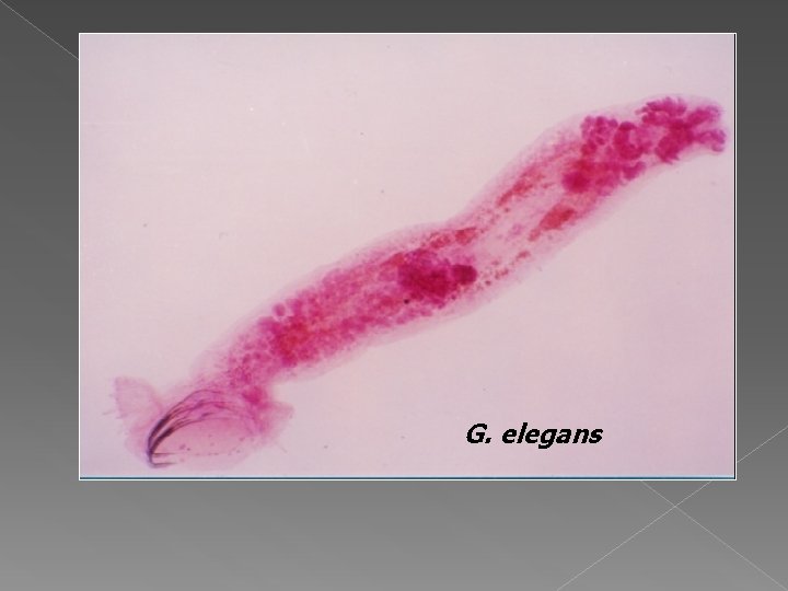 G. elegans 