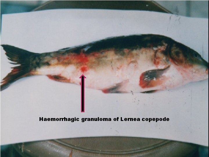 Haemorrhagic granuloma of Lernea copepode 