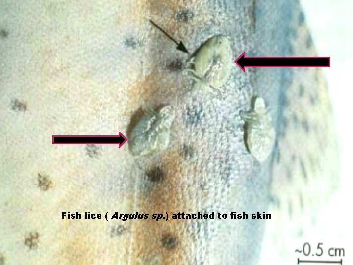 Fish lice ( Argulus sp. ) attached to fish skin 