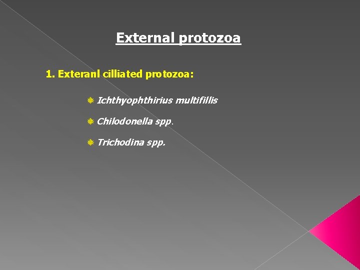 External protozoa 1. Exteranl cilliated protozoa: Ichthyophthirius multifillis Chilodonella spp. Trichodina spp. 