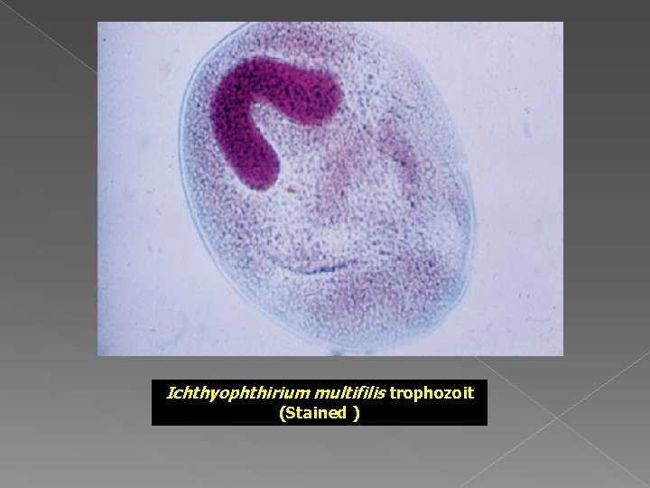 Ichthyophthirium multifilis trophozoit (Stained ) 