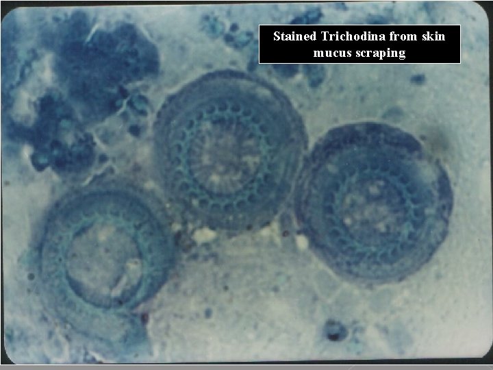 Stained Trichodina from skin mucus scraping 