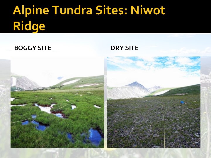 Alpine Tundra Sites: Niwot Ridge BOGGY SITE DRY SITE 