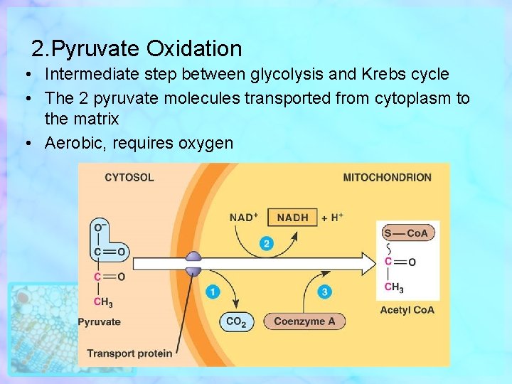 2. Pyruvate Oxidation • Intermediate step between glycolysis and Krebs cycle • The 2