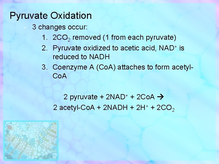 Pyruvate Oxidation - 3 changes occur: 1. 2 CO 2 removed (1 from each