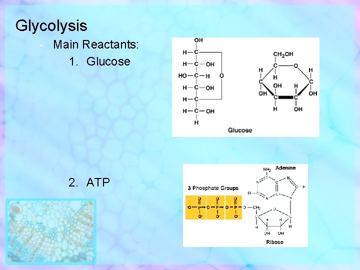 Glycolysis - Main Reactants: 1. Glucose 2. ATP 