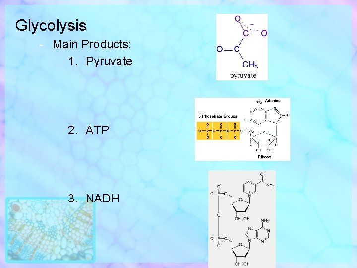 Glycolysis - Main Products: 1. Pyruvate 2. ATP 3. NADH 