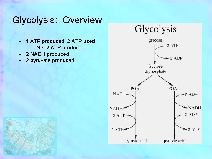 Glycolysis: Overview - 4 ATP produced, 2 ATP used - Net 2 ATP produced
