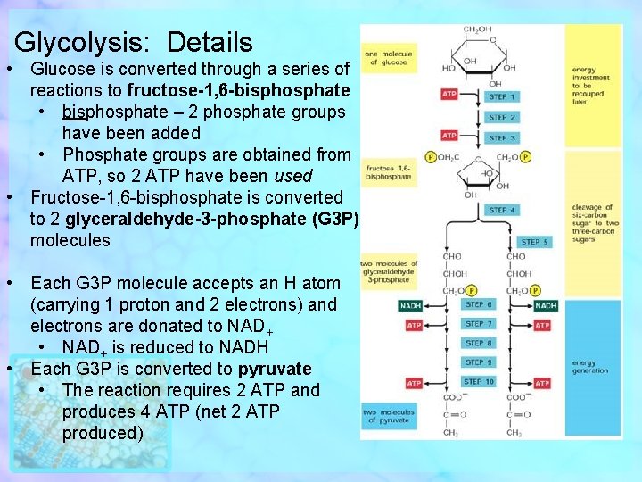 Glycolysis: Details • Glucose is converted through a series of reactions to fructose-1, 6