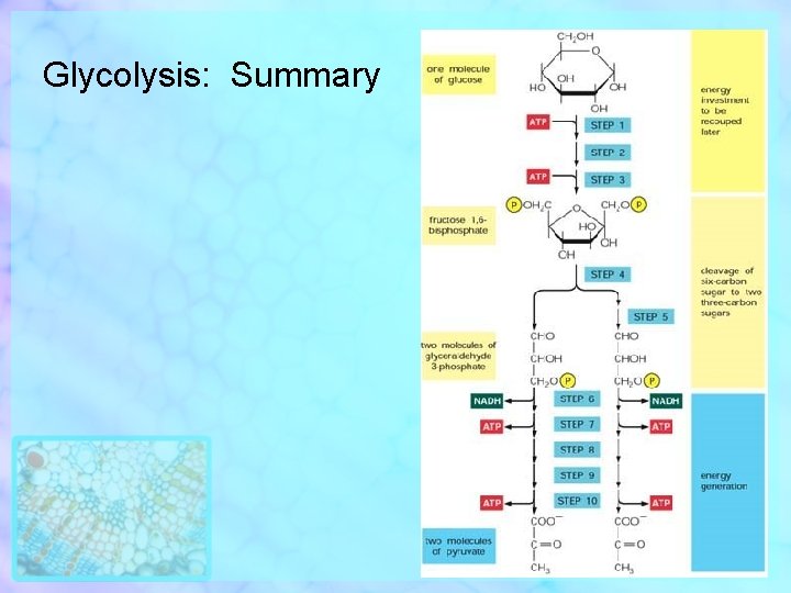 Glycolysis: Summary 