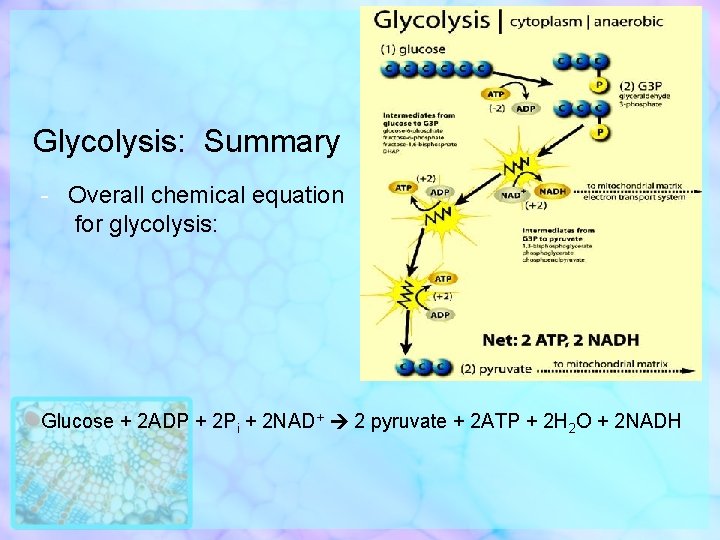 Glycolysis: Summary - Overall chemical equation for glycolysis: Glucose + 2 ADP + 2