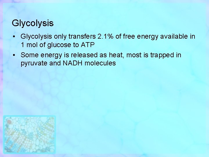 Glycolysis • Glycolysis only transfers 2. 1% of free energy available in 1 mol