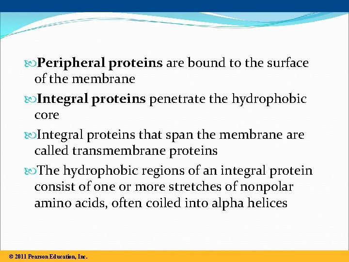  Peripheral proteins are bound to the surface of the membrane Integral proteins penetrate