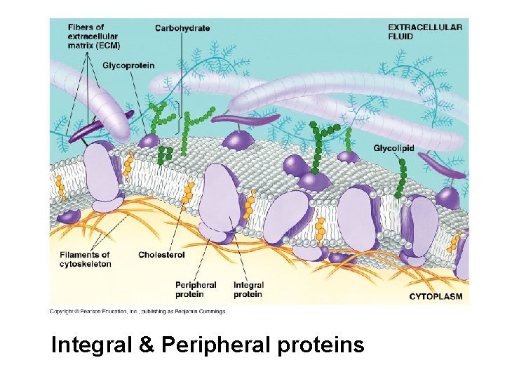 Integral & Peripheral proteins 