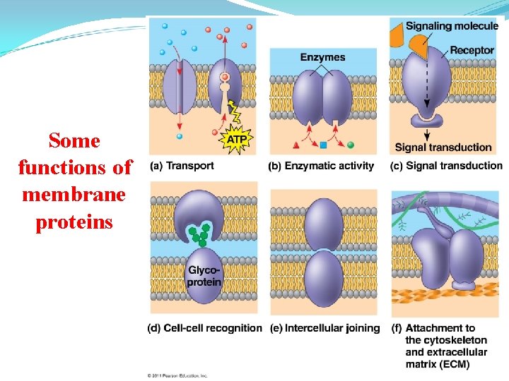 Some functions of membrane proteins 