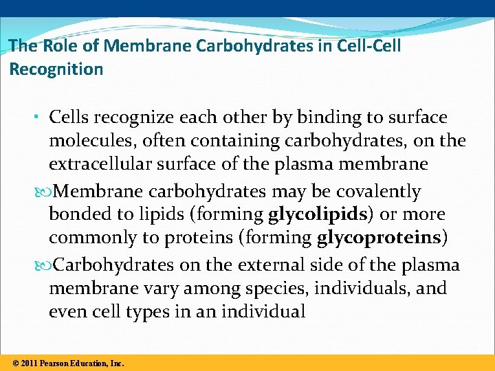 The Role of Membrane Carbohydrates in Cell-Cell Recognition • Cells recognize each other by
