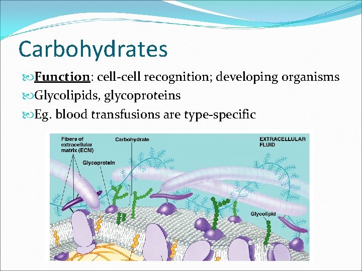 Carbohydrates Function: cell-cell recognition; developing organisms Glycolipids, glycoproteins Eg. blood transfusions are type-specific 