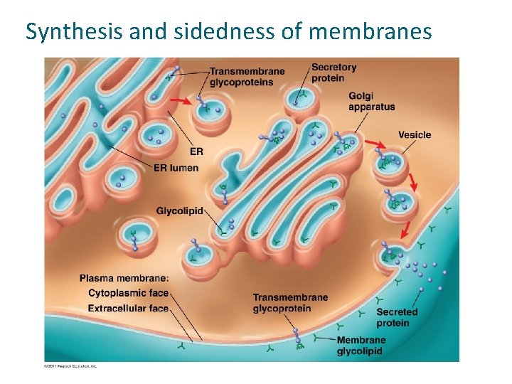 Synthesis and sidedness of membranes 