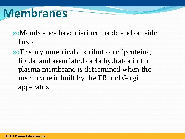 Synthesis and Sidedness of Membranes have distinct inside and outside faces The asymmetrical distribution