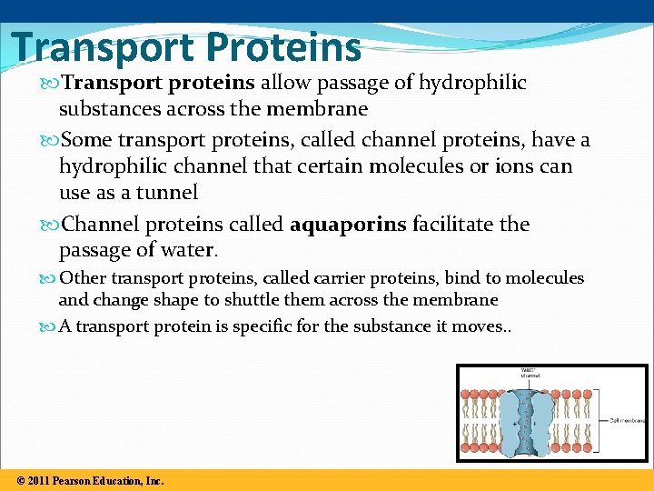 Transport Proteins Transport proteins allow passage of hydrophilic substances across the membrane Some transport