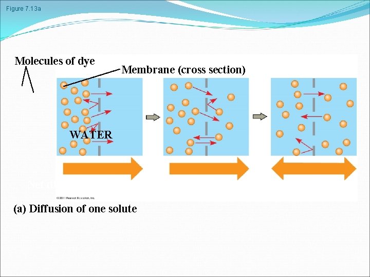 Figure 7. 13 a Molecules of dye Membrane (cross section) WATER Net diffusion (a)