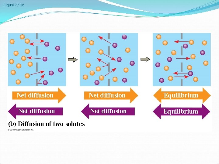 Figure 7. 13 b Net diffusion Equilibrium (b) Diffusion of two solutes 