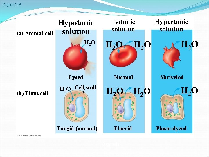 Figure 7. 15 (a) Animal cell Hypotonic solution H 2 O Lysed (b) Plant