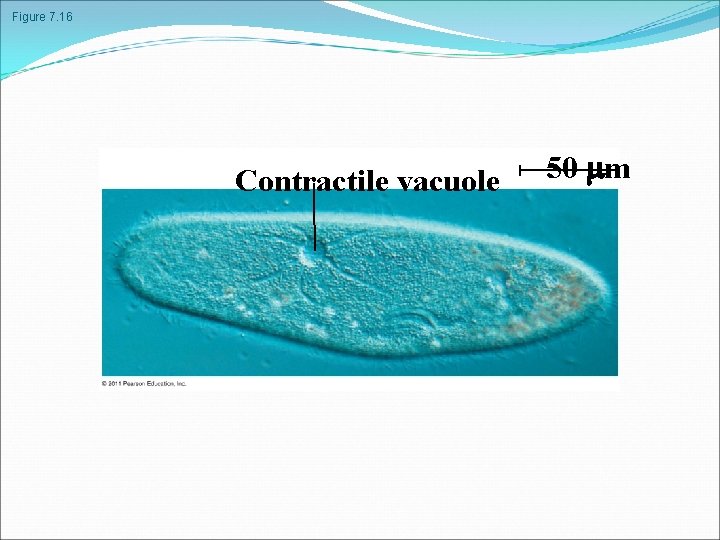 Figure 7. 16 Contractile vacuole 50 m 