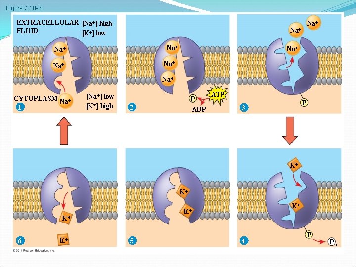 Figure 7. 18 -6 EXTRACELLULAR [Na ] high FLUID [K ] low Na Na