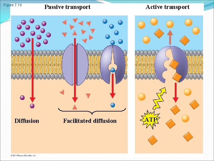 Figure 7. 19 Diffusion Passive transport Facilitated diffusion Active transport ATP 