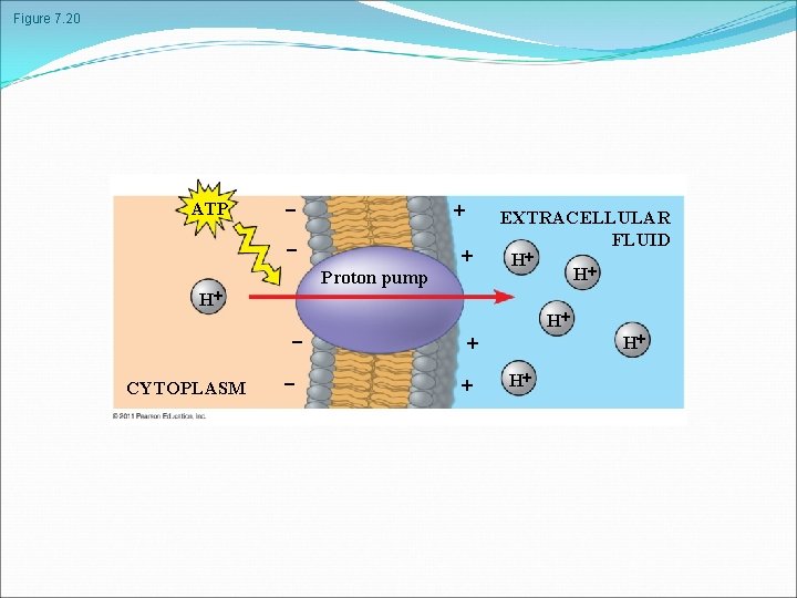 Figure 7. 20 ATP Proton pump H CYTOPLASM EXTRACELLULAR FLUID H H H H