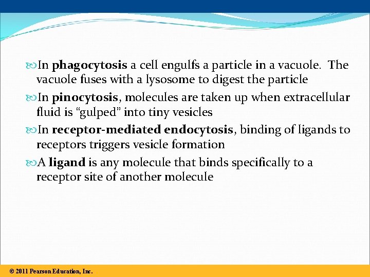  In phagocytosis a cell engulfs a particle in a vacuole. The vacuole fuses