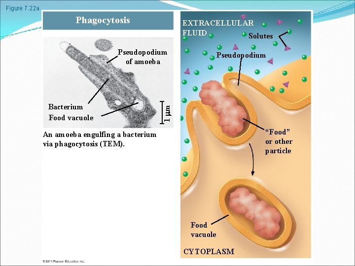 Figure 7. 22 a Phagocytosis EXTRACELLULAR FLUID Solutes Pseudopodium of amoeba 1 m Bacterium