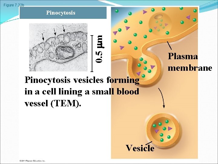 Figure 7. 22 b 0. 5 m Pinocytosis Plasma membrane Pinocytosis vesicles forming in