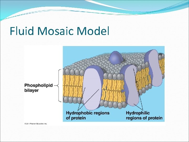 Fluid Mosaic Model 