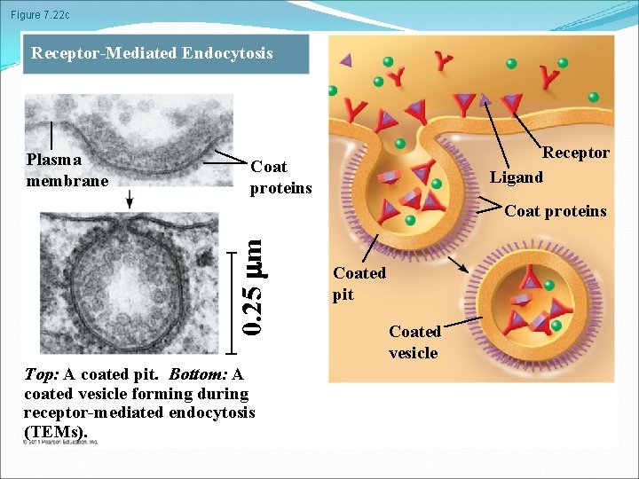 Figure 7. 22 c Receptor-Mediated Endocytosis Plasma membrane Receptor Ligand Coat proteins 0. 25