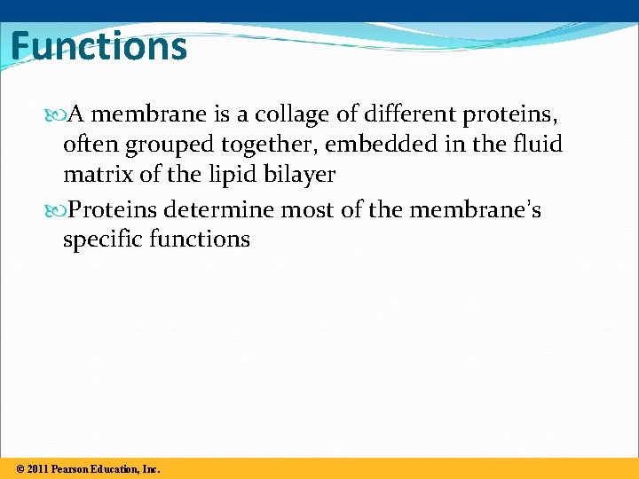 Membrane Proteins and Their Functions A membrane is a collage of different proteins, often